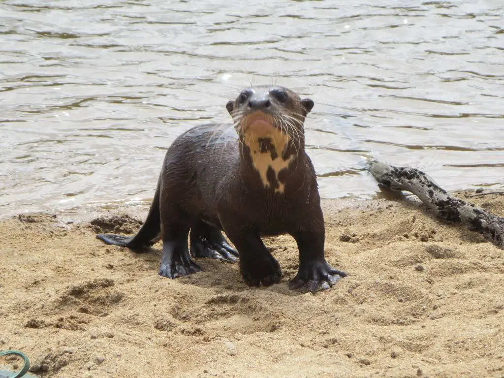 A giant river otter standing on a sandy riverbank looking towards the camera